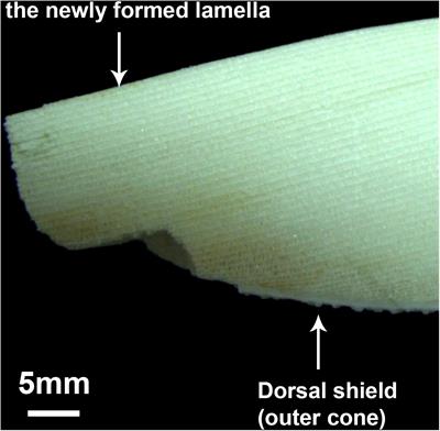 Elemental Ratios in Cuttlebone Indicate Growth Rates in the Cuttlefish Sepia pharaonis